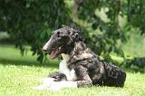 BARZOI 176